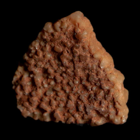 0.3" Megaloolithus Titanosaur Dinosaur Fossil Egg Shell Bouches Du Rhone France Display