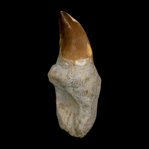 XL 3.8" Mosasaur Prognathodon Fossil Tooth Rooted Cretaceous Dinosaur Era COA - Fossil Age Minerals