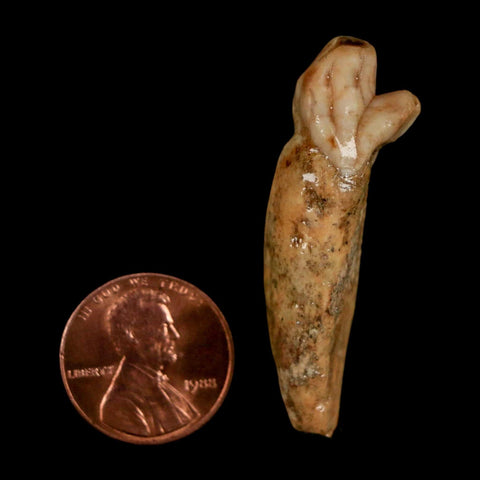 1.7" Extinct Cave Bear Ursus Spelaeus Incisor Tooth Rooted Pleistocene Age COA, Stand