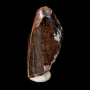 0.5" Tyrannosaurus Rex Dinosaur Fossil Tooth Shard Lance Creek FM WY COA
