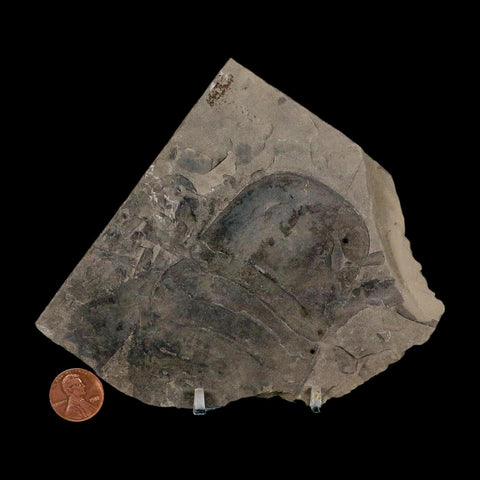 3.8" Eurypterus Sea Scorpion Fossil Eurypterid Silurian 420 Mil Yrs Old New York Stand - Fossil Age Minerals