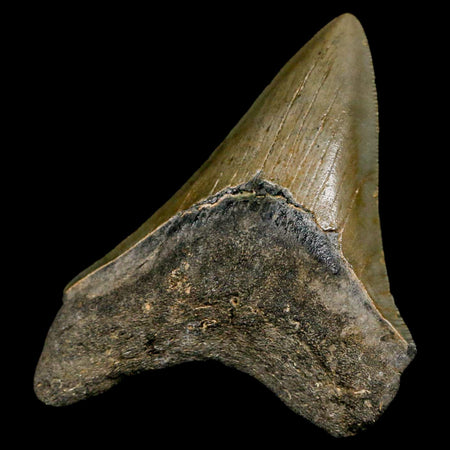 3.3" Quality Megalodon Shark Tooth Serrated Fossil Natural Miocene Age COA