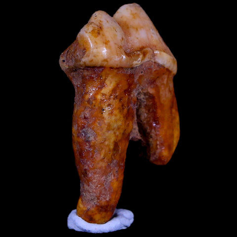 1.2" Extinct Cave Bear Ursus Spelaeus Pre-Molar Tooth Rooted Pleistocene Age COA - Fossil Age Minerals