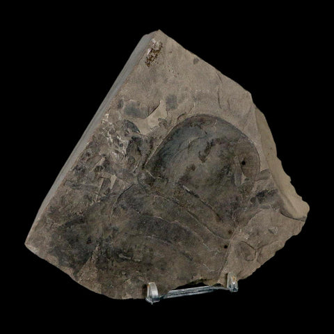 3.8" Eurypterus Sea Scorpion Fossil Eurypterid Silurian 420 Mil Yrs Old New York Stand - Fossil Age Minerals