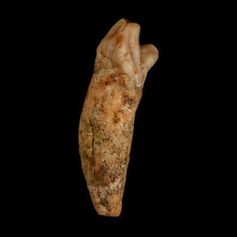 1.7" Extinct Cave Bear Ursus Spelaeus Incisor Tooth Rooted Pleistocene Age COA, Stand