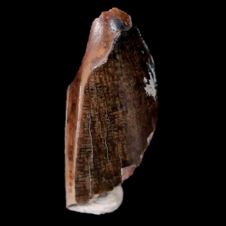 0.5" Tyrannosaurus Rex Dinosaur Fossil Tooth Shard Lance Creek FM WY COA