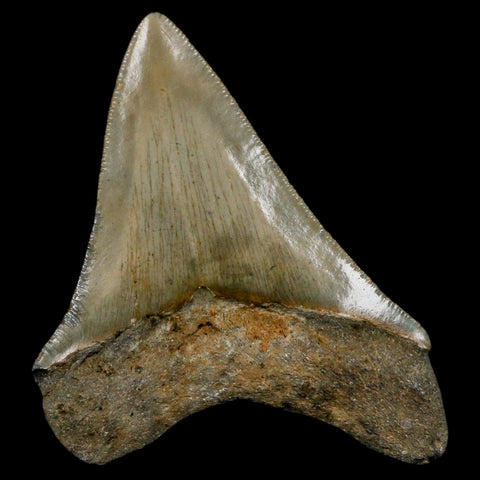 3.3" Quality Megalodon Shark Tooth Serrated Fossil Natural Miocene Age COA