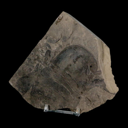 3.8" Eurypterus Sea Scorpion Fossil Eurypterid Silurian 420 Mil Yrs Old New York Stand