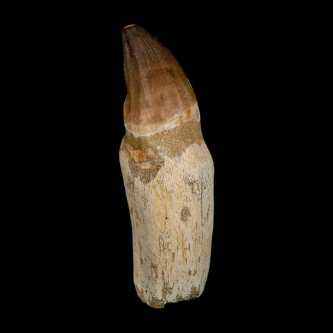 XL 4.6" Mosasaur Prognathodon Fossil Tooth Rooted Cretaceous Dinosaur Era COA - Fossil Age Minerals