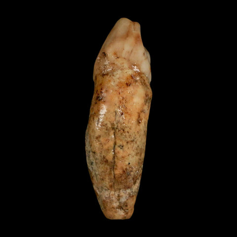 1.7" Extinct Cave Bear Ursus Spelaeus Incisor Tooth Rooted Pleistocene Age COA, Stand