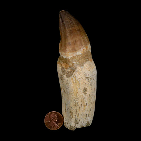 XL 4.6" Mosasaur Prognathodon Fossil Tooth Rooted Cretaceous Dinosaur Era COA - Fossil Age Minerals