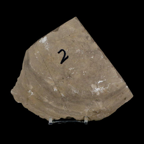 3.8" Eurypterus Sea Scorpion Fossil Eurypterid Silurian 420 Mil Yrs Old New York Stand - Fossil Age Minerals