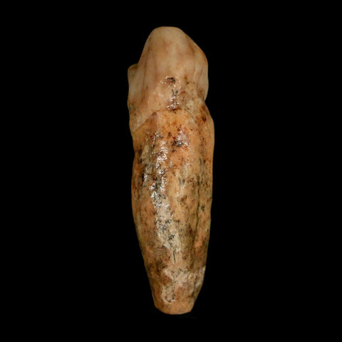 1.7" Extinct Cave Bear Ursus Spelaeus Incisor Tooth Rooted Pleistocene Age COA, Stand