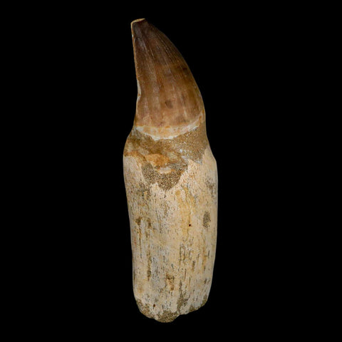 XL 4.6" Mosasaur Prognathodon Fossil Tooth Rooted Cretaceous Dinosaur Era COA - Fossil Age Minerals
