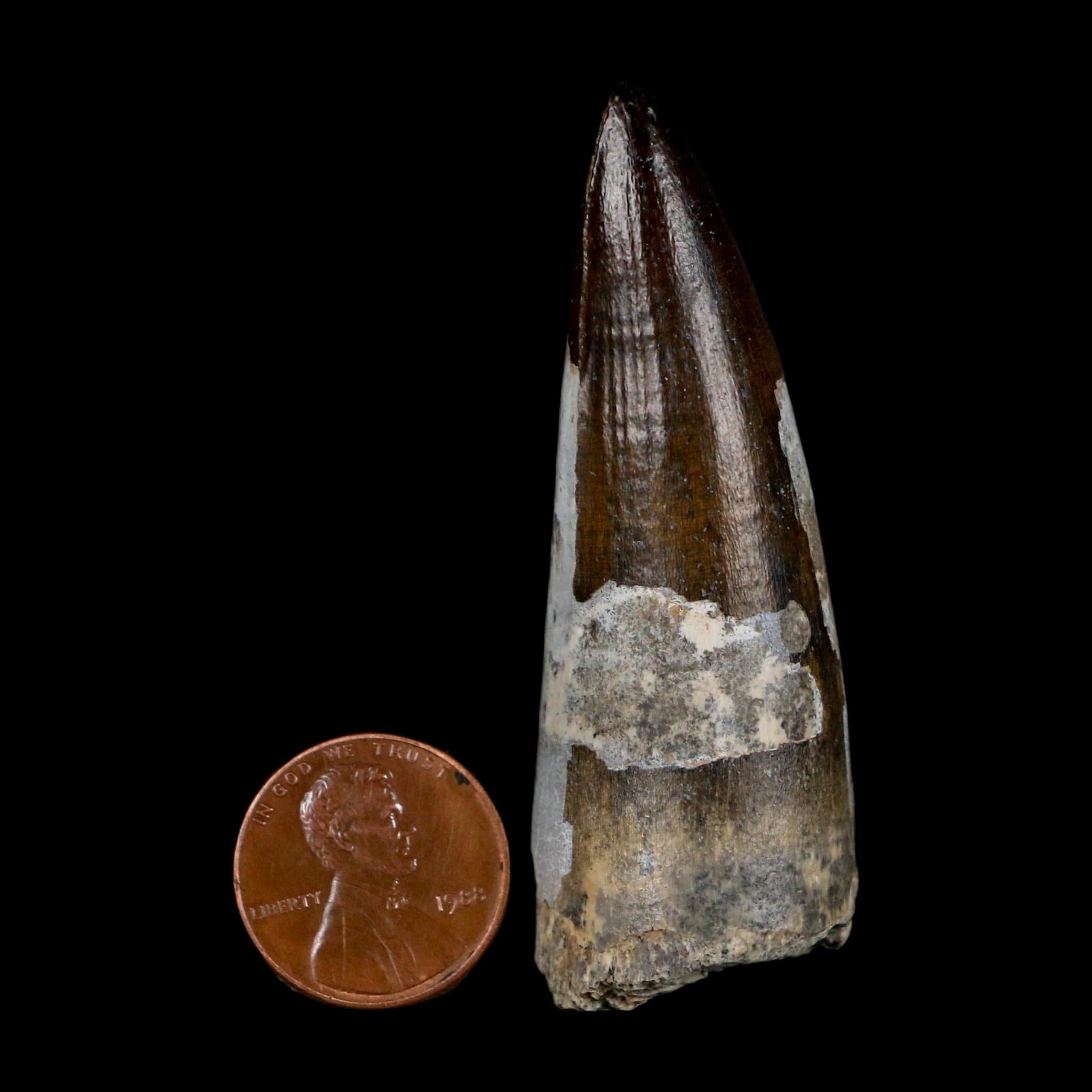 2.5" Sarcosuchus Imperator Crocodile Fossil Tooth Elrhaz FM Cretaceous Niger COA - Fossil Age Minerals