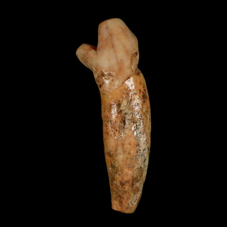 1.7" Extinct Cave Bear Ursus Spelaeus Incisor Tooth Rooted Pleistocene Age COA, Stand