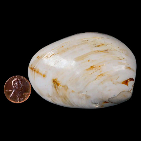 2.8" Clam Fossil Polished Jurassic Madagascar Bivalve Mollusk 150 Million Years Old - Fossil Age Minerals