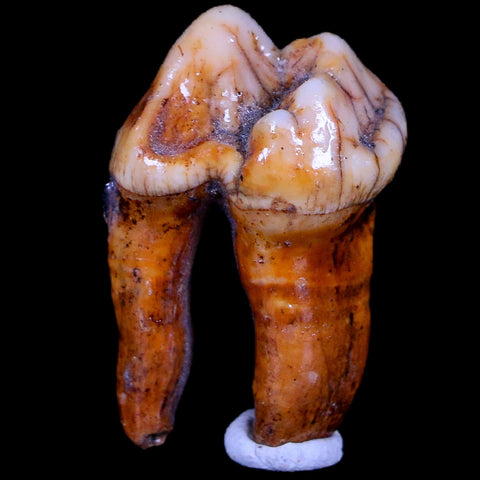 1.2" Extinct Cave Bear Ursus Spelaeus Pre-Molar Tooth Rooted Pleistocene Age COA - Fossil Age Minerals