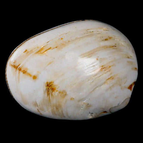 2.8" Clam Fossil Polished Jurassic Madagascar Bivalve Mollusk 150 Million Years Old - Fossil Age Minerals