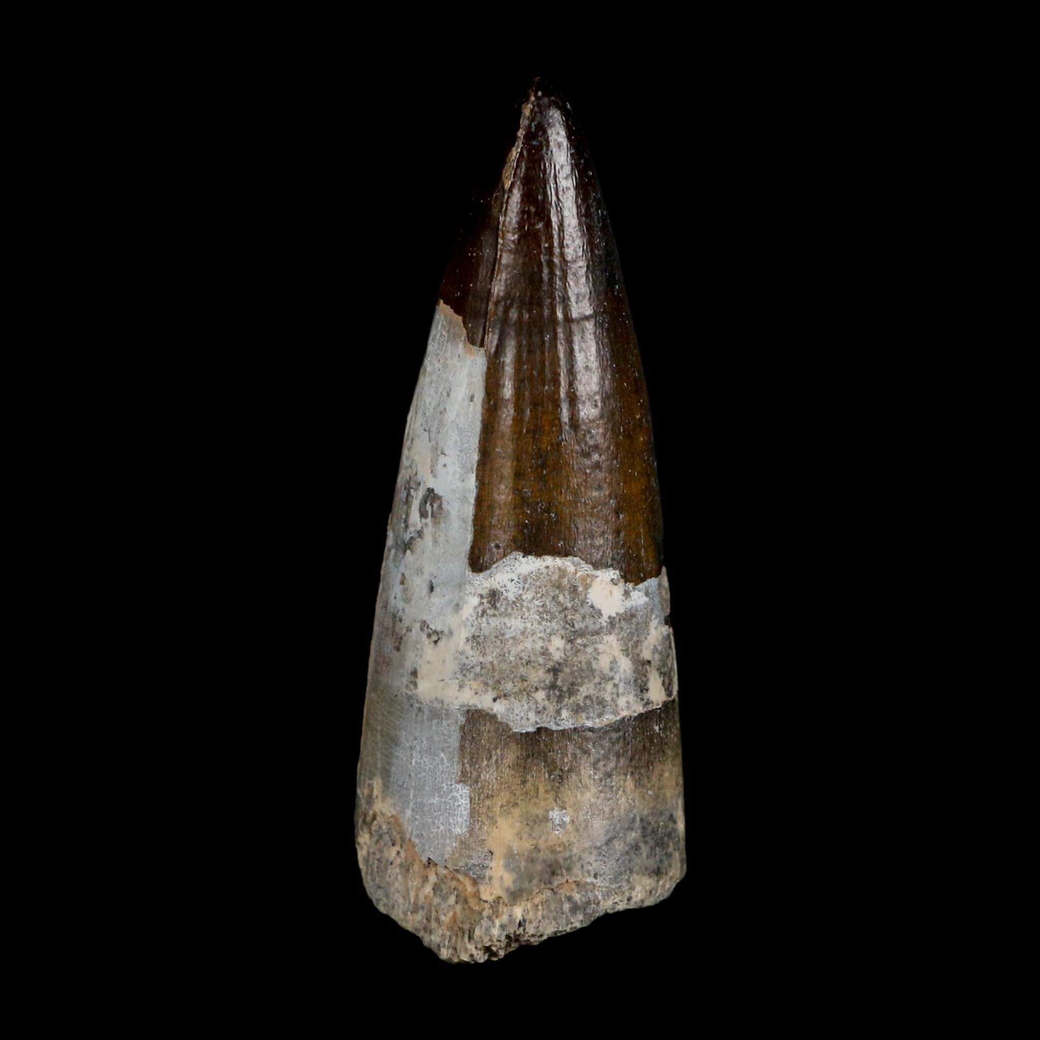 2.5" Sarcosuchus Imperator Crocodile Fossil Tooth Elrhaz FM Cretaceous Niger COA - Fossil Age Minerals