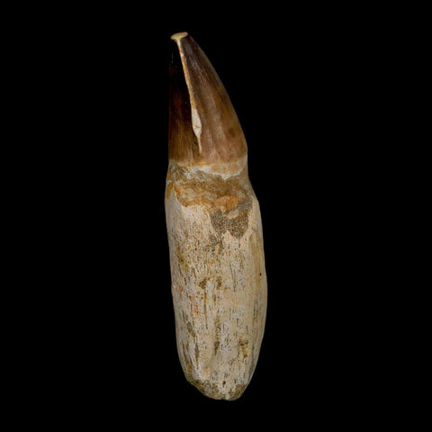 XL 4.6" Mosasaur Prognathodon Fossil Tooth Rooted Cretaceous Dinosaur Era COA - Fossil Age Minerals