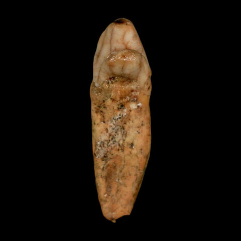 1.7" Extinct Cave Bear Ursus Spelaeus Incisor Tooth Rooted Pleistocene Age COA, Stand