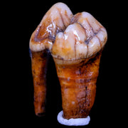 1.2" Extinct Cave Bear Ursus Spelaeus Pre-Molar Tooth Rooted Pleistocene Age COA