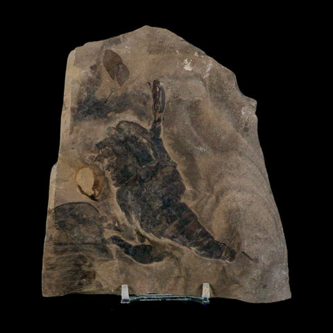 2 Two Eurypterus Sea Scorpion Fossil Eurypterid Silurian 420 Mil Yrs Old New York Stand - Fossil Age Minerals
