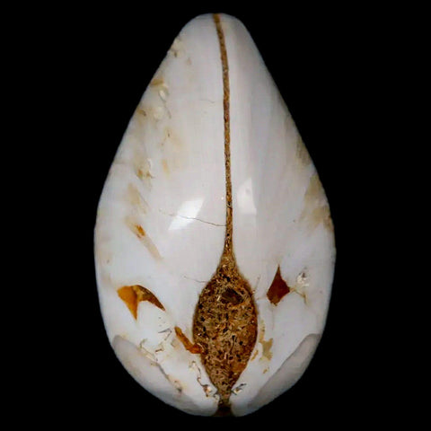 2.8" Clam Fossil Polished Jurassic Madagascar Bivalve Mollusk 150 Million Years Old - Fossil Age Minerals