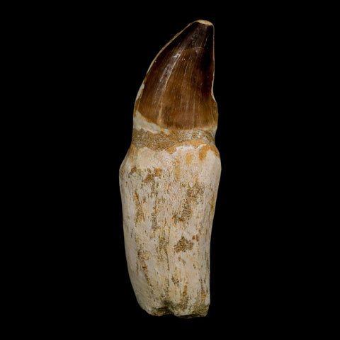 XL 4.6" Mosasaur Prognathodon Fossil Tooth Rooted Cretaceous Dinosaur Era COA - Fossil Age Minerals