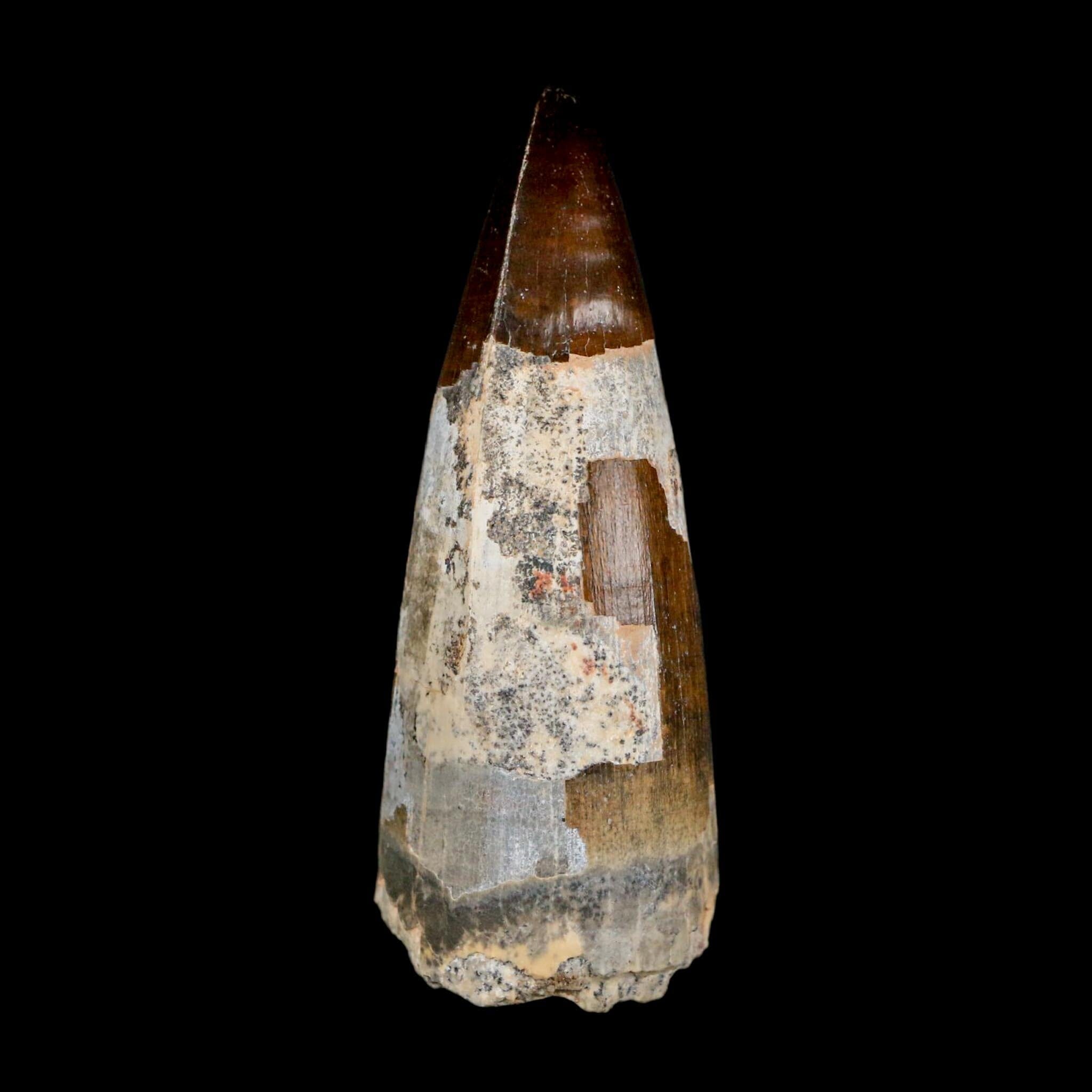 2.5" Sarcosuchus Imperator Crocodile Fossil Tooth Elrhaz FM Cretaceous Niger COA - Fossil Age Minerals