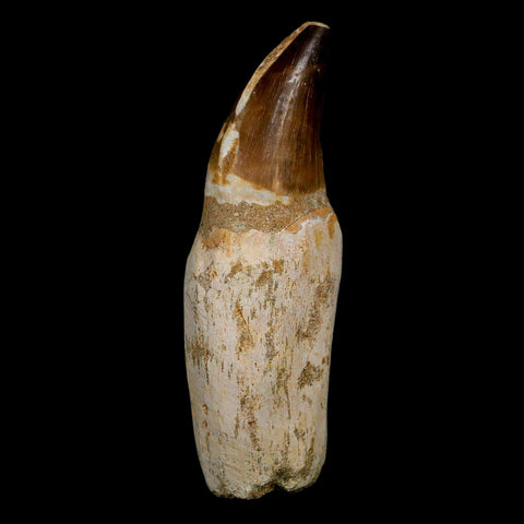 XL 4.6" Mosasaur Prognathodon Fossil Tooth Rooted Cretaceous Dinosaur Era COA - Fossil Age Minerals