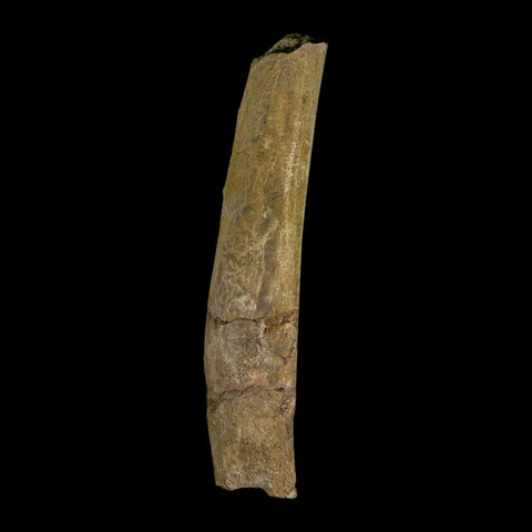 7" Triceratops Fossil Rib Bone Hell Creek FM Cretaceous Dinosaur MT COA Stand - Fossil Age Minerals
