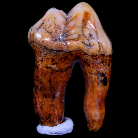 1.2" Extinct Cave Bear Ursus Spelaeus Pre-Molar Tooth Rooted Pleistocene Age COA - Fossil Age Minerals