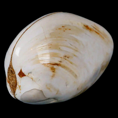 2.8" Clam Fossil Polished Jurassic Madagascar Bivalve Mollusk 150 Million Years Old - Fossil Age Minerals