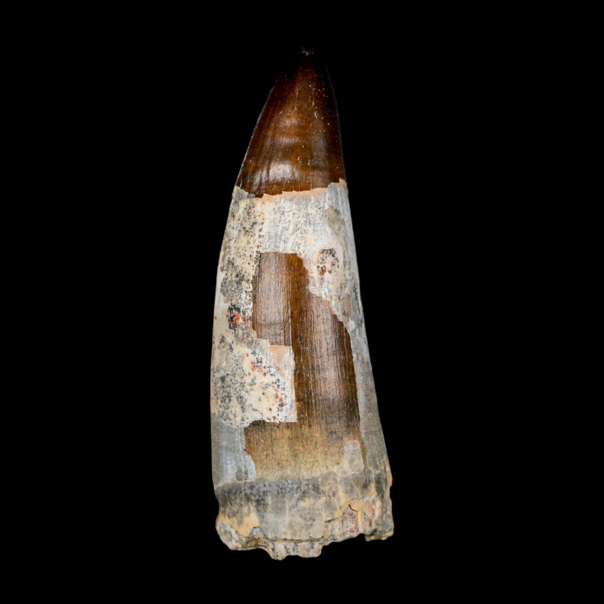 2.5" Sarcosuchus Imperator Crocodile Fossil Tooth Elrhaz FM Cretaceous Niger COA - Fossil Age Minerals