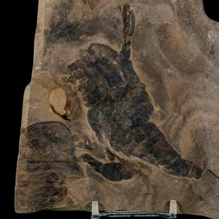 2 Two Eurypterus Sea Scorpion Fossil Eurypterid Silurian 420 Mil Yrs Old New York Stand