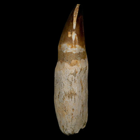 XL 4.6" Mosasaur Prognathodon Fossil Tooth Rooted Cretaceous Dinosaur Era COA - Fossil Age Minerals