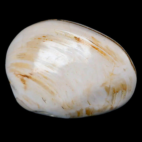 2.8" Clam Fossil Polished Jurassic Madagascar Bivalve Mollusk 150 Million Years Old - Fossil Age Minerals
