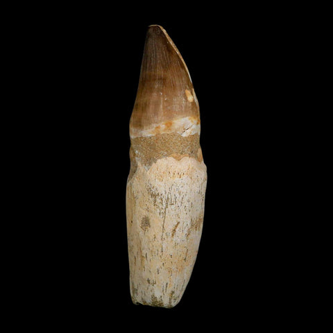XL 4.6" Mosasaur Prognathodon Fossil Tooth Rooted Cretaceous Dinosaur Era COA - Fossil Age Minerals