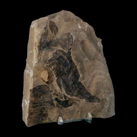 2 Two Eurypterus Sea Scorpion Fossil Eurypterid Silurian 420 Mil Yrs Old New York Stand - Fossil Age Minerals