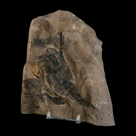 2 Two Eurypterus Sea Scorpion Fossil Eurypterid Silurian 420 Mil Yrs Old New York Stand - Fossil Age Minerals