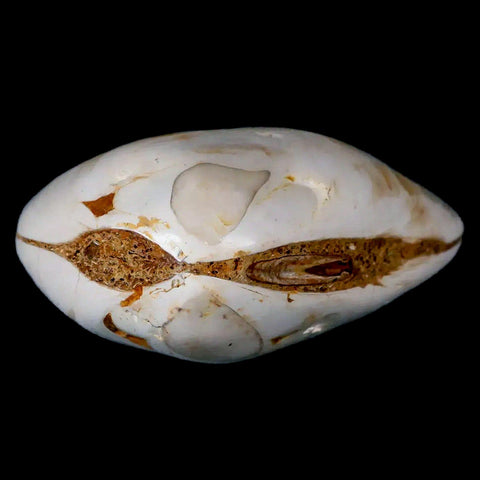 2.8" Clam Fossil Polished Jurassic Madagascar Bivalve Mollusk 150 Million Years Old - Fossil Age Minerals