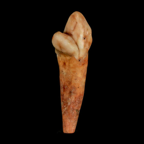 1.7" Extinct Cave Bear Ursus Spelaeus Incisor Tooth Rooted Pleistocene Age COA, Stand