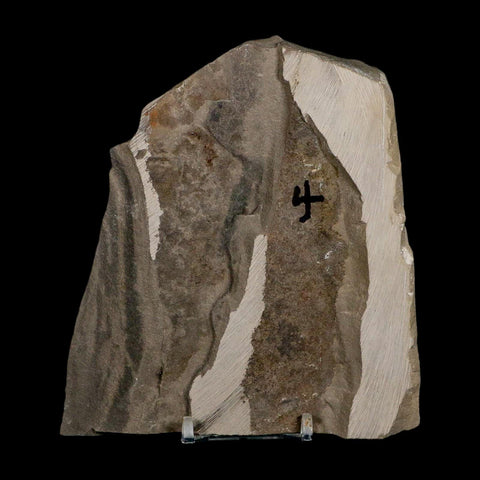 2 Two Eurypterus Sea Scorpion Fossil Eurypterid Silurian 420 Mil Yrs Old New York Stand - Fossil Age Minerals