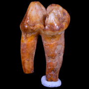1.2" Extinct Cave Bear Ursus Spelaeus Pre-Molar Tooth Rooted Pleistocene Age COA
