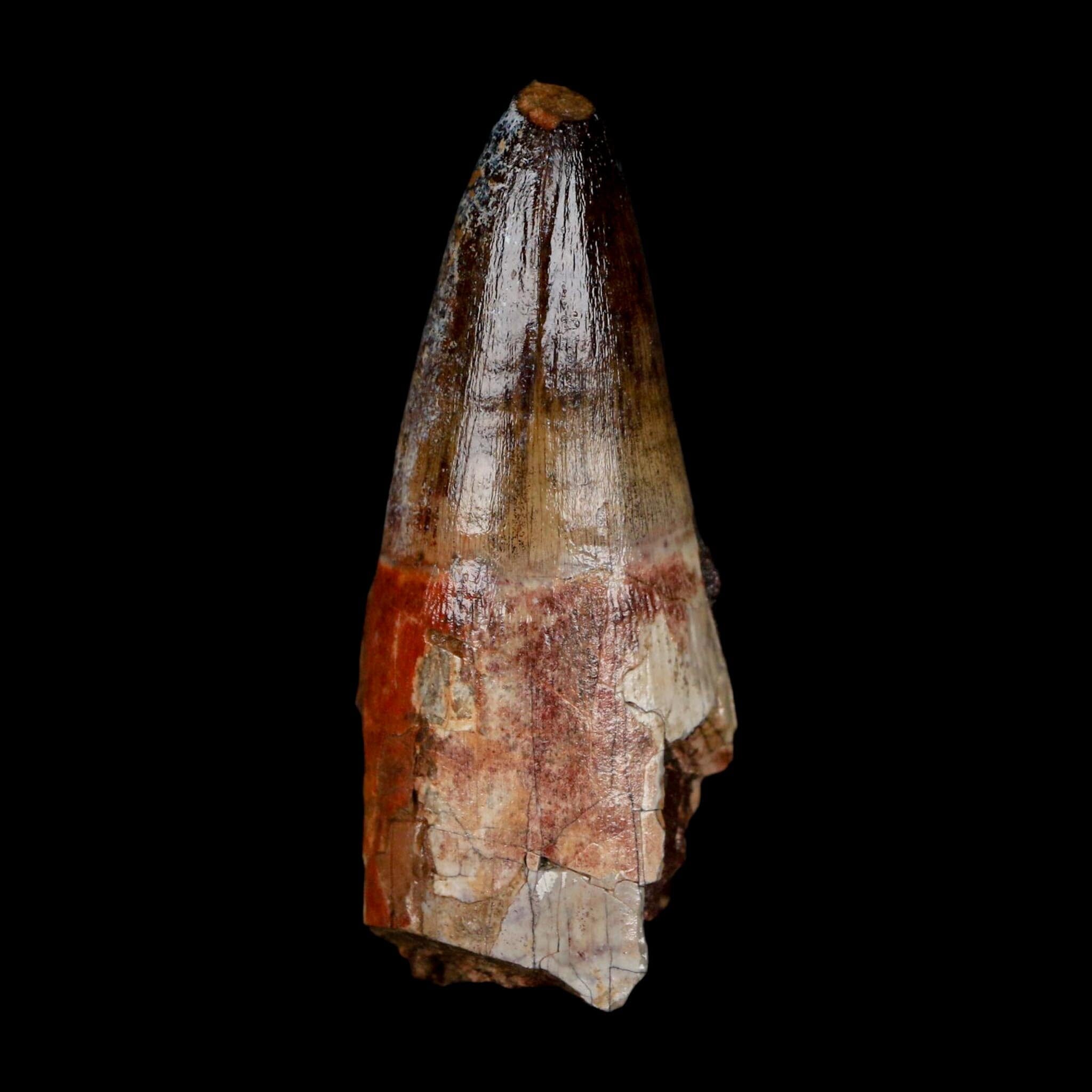 2.5" Sarcosuchus Imperator Crocodile Fossil Tooth Elrhaz FM Cretaceous Niger COA - Fossil Age Minerals