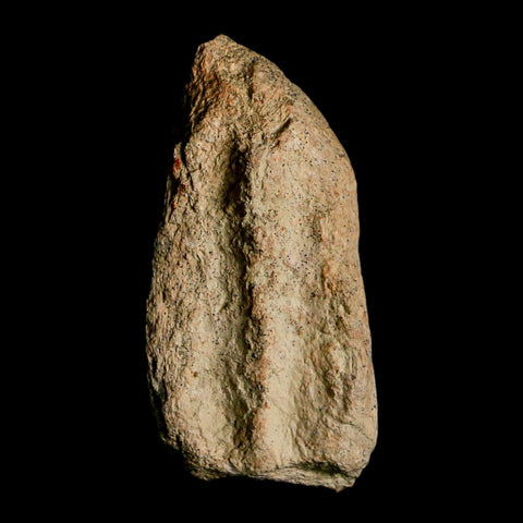 2.3" Triceratops Fossil Jaw Maxilla Bone Lance Creek FM Cretaceous Dinosaur WY COA - Fossil Age Minerals