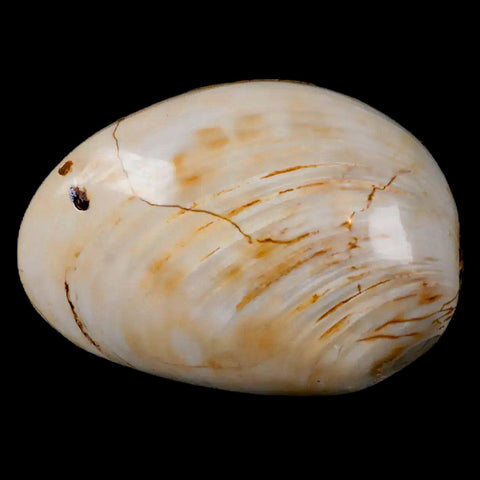 2.9" Clam Fossil Polished Jurassic Madagascar Bivalve Mollusk 150 Million Years Old - Fossil Age Minerals
