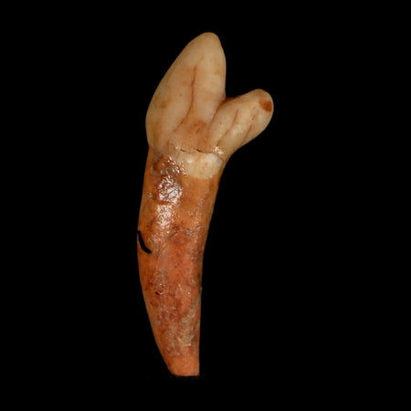 1.7" Extinct Cave Bear Ursus Spelaeus Incisor Tooth Rooted Pleistocene Age COA, Stand